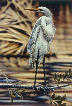 "Great Egret" - Egret - by Wildlife Artist Danny O'Driscoll