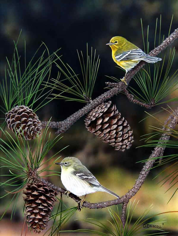 Pine Warblers an acrylic painting by wildlife artist Danny O'Driscoll