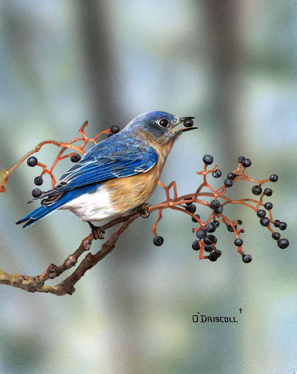 Bluebird and Berries an accrylic painting by Wildlife Artist Danny O'Driscoll