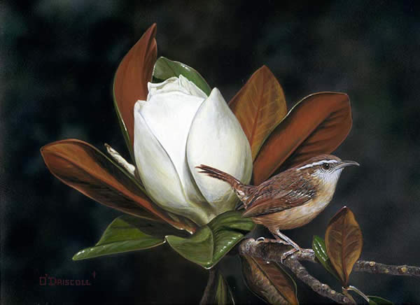 Carolina Charm an acrylic painting by Wildlife Artist Danny O'Driscoll