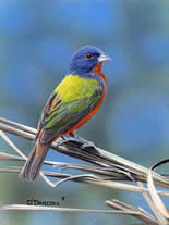 Painted Bunting an acrylic by Wildlife Artist Danny O'Driscoll