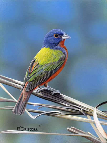 Painted Bunting an acrylic painting by wildlife artist Danny O'Driscoll