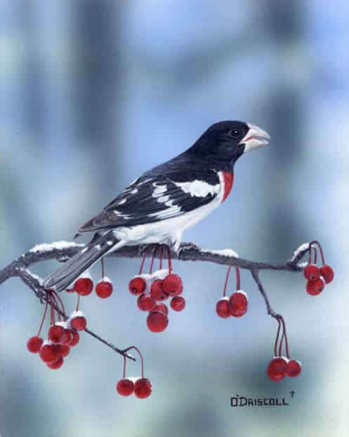 Rose Breasted Grosbeak an acrylic painting by Wildlife Artist DannyO'Driscoll