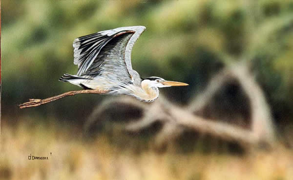 Gret Blue Heron In Flight an original acrylic painting by wildlife artist Danny O'Driscoll