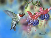 Hummer Magic an acrylic painting by wildlife artist Danny O'Driscoll