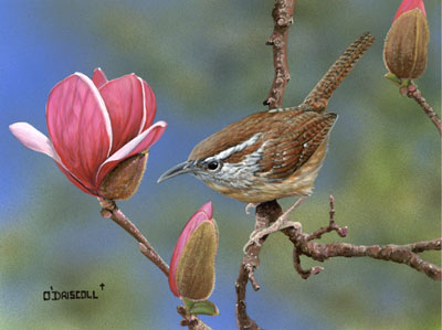 Springtime among the Blooms-Wren Original acrylic painting by Wildlife Artist Danny O'Driscoll