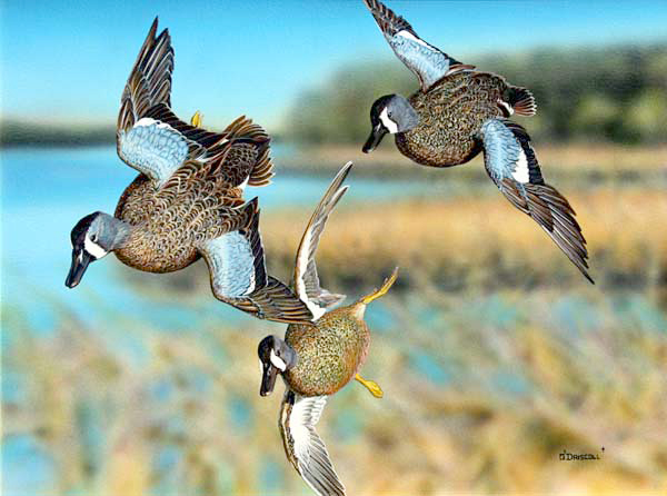 Marsh Call Blue Wing Teal an acrylic painting by wildlife artist Danny O'Driscoll
