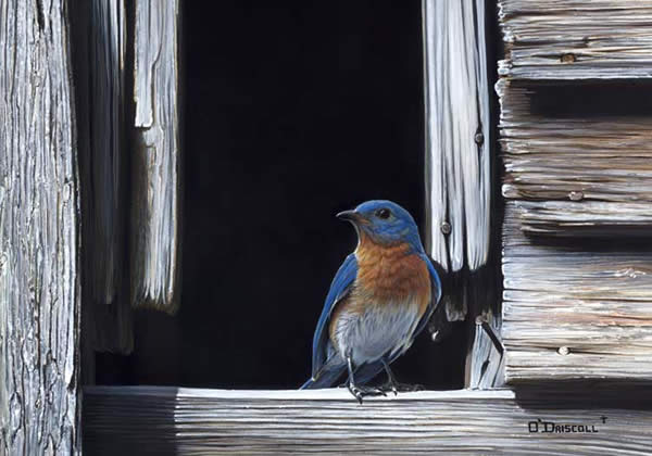 Blue and Gray an acrylic painting by wildlife artist Danny O'Driscoll