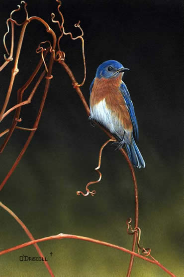 Bluebird on Vines an acrylic painting by Wildlife Artist Danny O'Driscoll