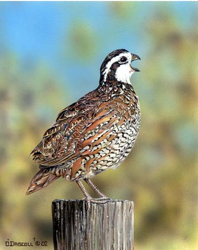 Bob white quail-acrylic painting by wildlife artist Danny O'Driscoll