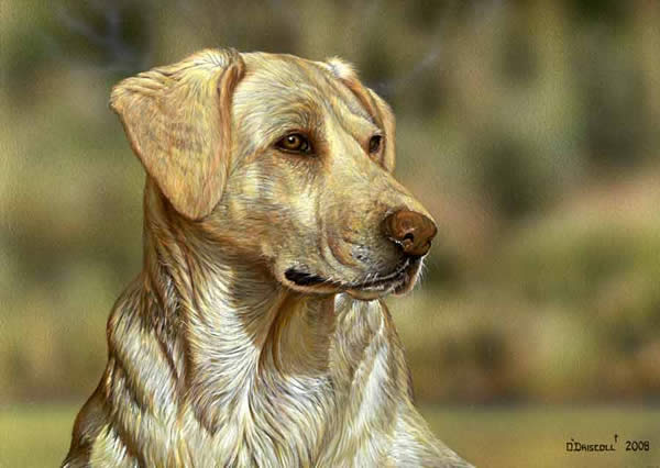 Bubby Yellow Lab acrylic painting by wildlife artist Danny O'Driscoll