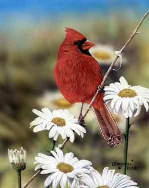 Cardinal and Daisies by Wildlife Artist Danny O'Driscoll