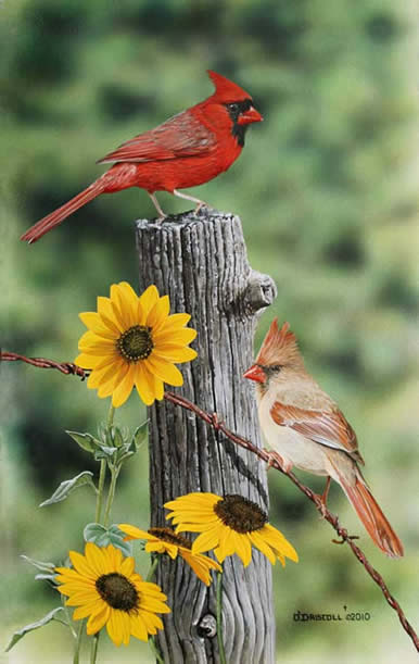 Cardinals and Blackeyed Susans an acrylic painting by Wildlife Artist Danny O'Driscoll