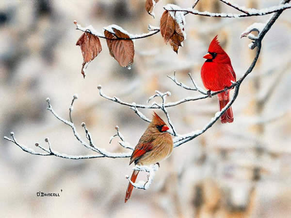 Winter Pair an acrylic painting of cardinals by wildlife artist Danny O'Driscoll