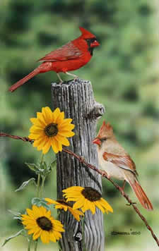 Cardinals and Black eyed Susans acrylic painting by Wildlife Artist Danny O'Driscoll