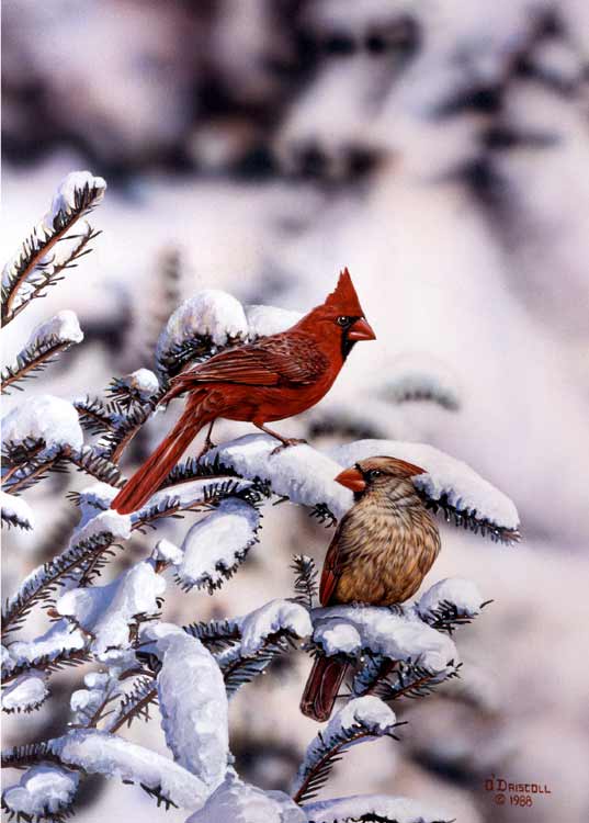 "Winter Beauties" - Cardinals