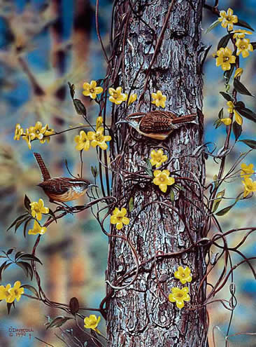 Carolina Spring Wrens an acrylic painting by Wildlife Artist DannyO'Driscoll