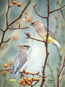 Cedar Waxwings a painting by Wildlife Artist Danny O'Driscoll