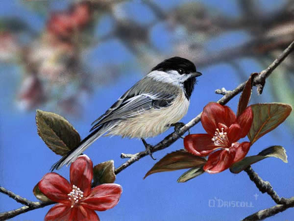 Chickadee and apple blossoms an acrylic painting by wildlife artist Danny O'Driscoll