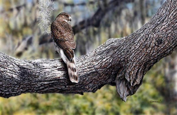 Coopers Hawk acrylic painting by wildlife artist Danny O'Driscoll