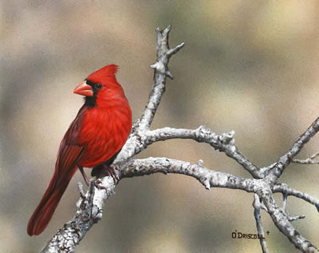 Fall Cardinal an acrylic painting by wildlife artist Danny O'Driscoll