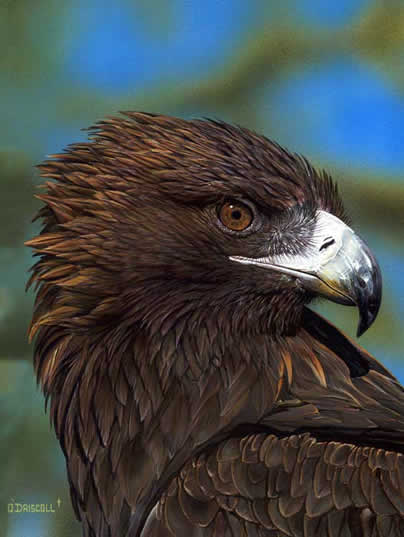 Eagle Eye -Golden Eagle an acrylic painting by wildlife artist Danny O'Driscoll