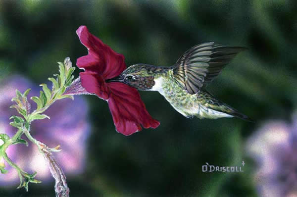 Hummer And Petunia 2 an acrylic painting by wildlife artist Danny O'Driscoll
