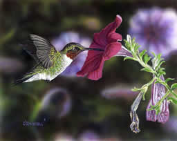 Hummer and Petunia 3 an acrylic painting by Wildlife Artist Danny O'Driscoll