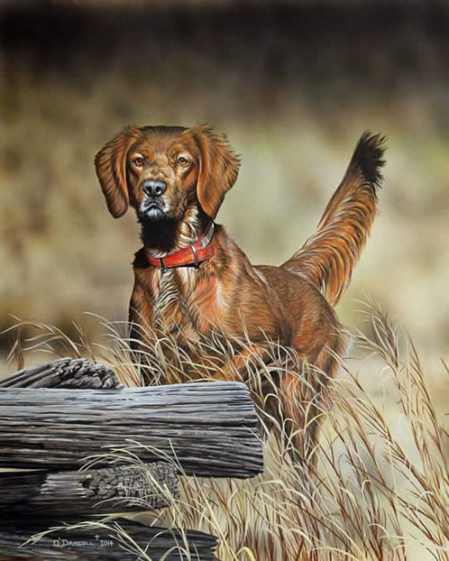 Claire-Irish Setter an original acrylic painting by wildlife artist Danny O'Driscoll