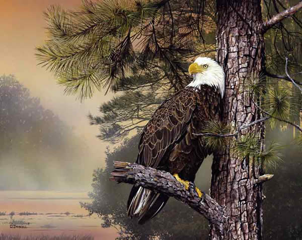 Morning Sentinel an acrylic painting by Wildlife Artist Danny O'Driscoll