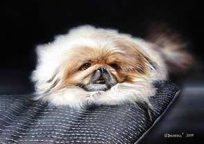 Pekingese an acrylic painting by wildlife artist Danny O'Driscoll