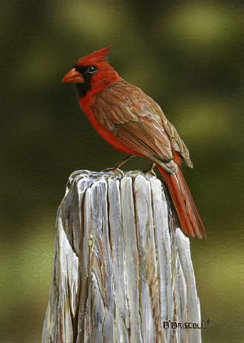 Posted No Loitering an acrylic painting of a Cardinal by wildlife artist Danny O'Driscoll