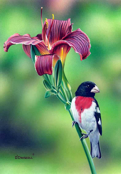Rose Breasted Grosbeak an acrylic painting by Wildlife Artist Danny O'Driscoll
