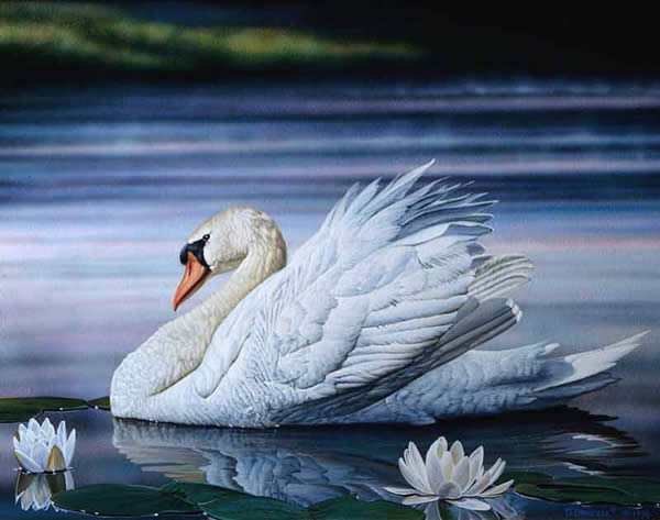 Swan by Wildlife Artist Danny O'Driscoll