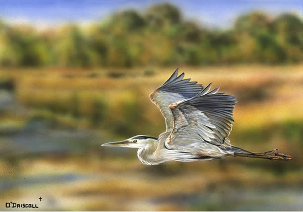 An acrylic painting of a Great Blue Heron by wildlife artist Danny O'Driscoll