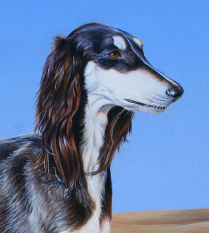 Saluki an acrylic painting by wildlife artist Danny O'Driscoll