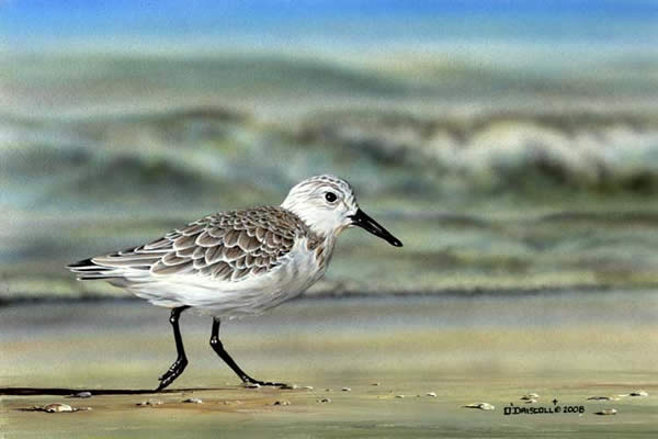 Sanderling-Shore Runner an acrylic painting by Wildlife Artist Danny O'Driscoll