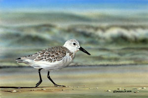 Sanderling Shore Runner an acrylic painting by wildlife artist Danny O'Driscoll