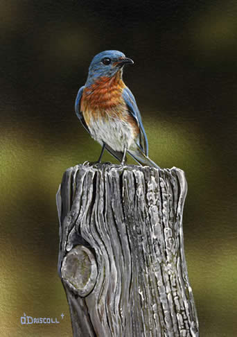 When You Are Blue an acrylic painting of a Bluebird by wildlife artist Danny O'Driscoll