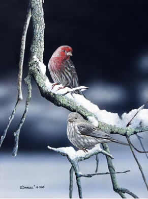 Winter House Finches an Acrylic painting by wildlife artist Danny O'Driscoll