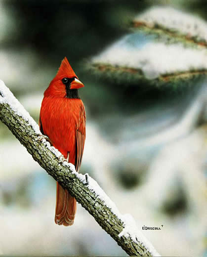 Winter Red an acrylic painting by Wildlife Artist Danny O'Driscoll