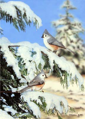 Winter Titmouse an acrylic painting by wildlife artist Danny O'Driscoll