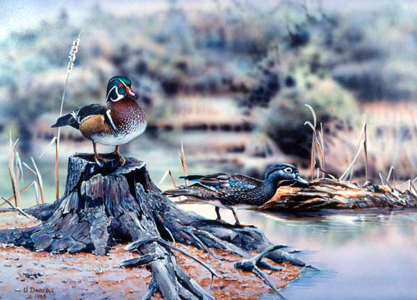 Wood Duck pair-acrylic painting by wildlife artist Danny O'Driscoll