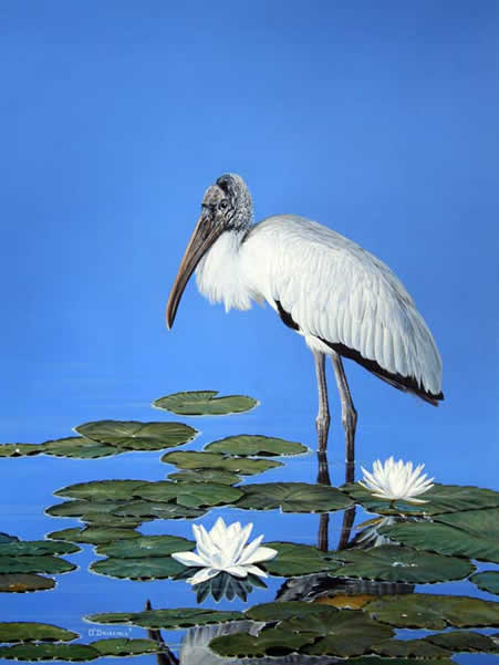 Woodstork an acrylic painting by Wildlife Artist Danny O'Driscoll