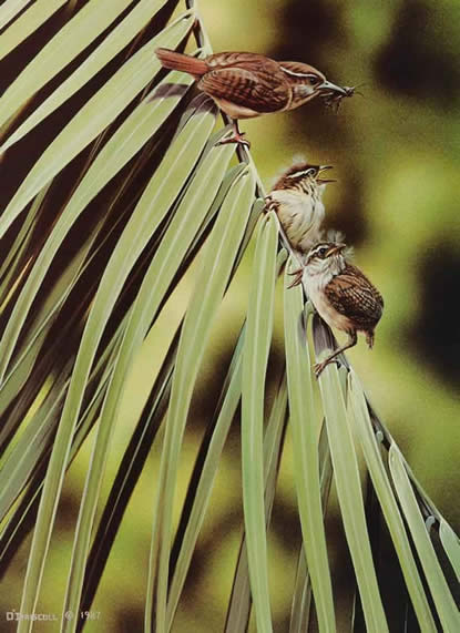 Wrens on Palm an original acrylic painting by wildlife artist Danny O'Driscoll