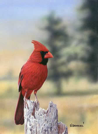An acrylic painting by wildlife artist Danny O'Driscoll of Yard Art  cardinal in the back yard