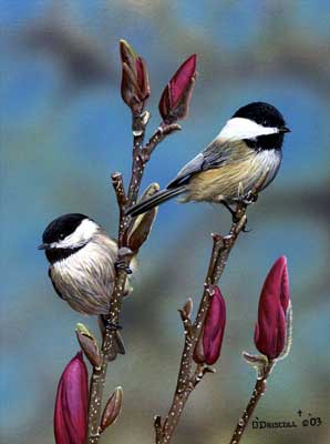 "Spring Arrival" - Chickadees Print by Wildlife Artist Danny O'Driscoll