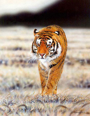 "A Tiger" - Tiger - by Wildlife Artist Danny O'Driscoll