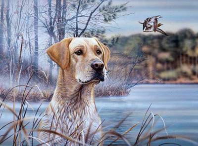 "The Call of the Pond" - Labrador and Teal print - by Wildlife Artist Danny O'Driscoll
