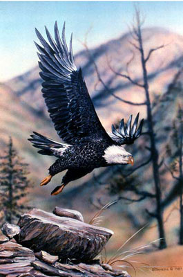 "Bald Eagle Flying" - Bald Eagle - by Wildlife Artist Danny O'Driscoll